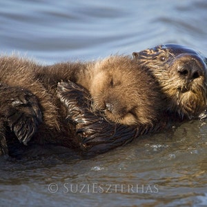 Baby Animal Nursery Art / BABY SEA OTTER Print / Baby Nursery / Kids Room Decor / Nursery Art / Ocean Nursery Decor / Baby Shower / Wildlife