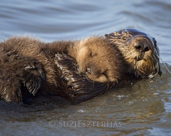 Baby Animal Nursery Art / BABY SEA OTTER Print / Baby Nursery / Kids Room Decor / Nursery Art / Ocean Nursery Decor / Baby Shower / Wildlife