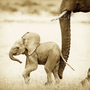 Cartão de chá de bebê Safari / Cartão de ELEFANTE BEBÊ / Cartão de felicitações em branco / Foto de animal bebê / Cartão de bebê novo / Cartão de animal / Cartão de dia das mães