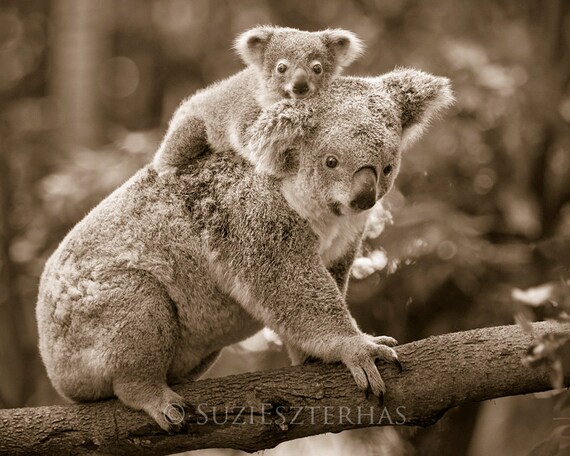 maman koala porte bébé