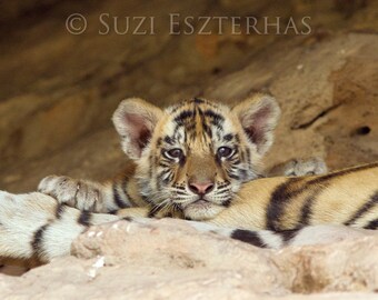 Baby Tiger Print, Nursery Animal Print, Nursery Artwork, Safari Animal Print, Tiger Cub, Zoo Animal Print, Tiger Theme, Animal Theme Nursery