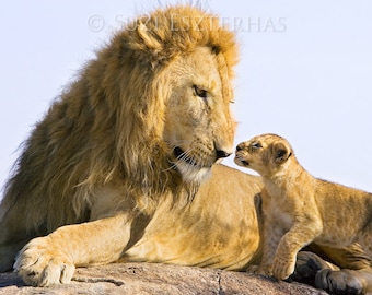 Baby Löwe Fine Art Print: Safari Kinderzimmer Dekor