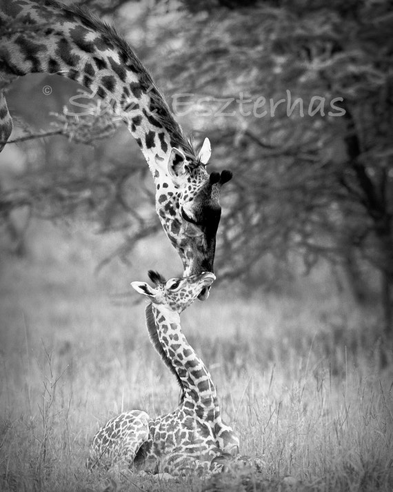 Safari Baby Animal Nursery Prints Set Of 4 Black And White Etsy