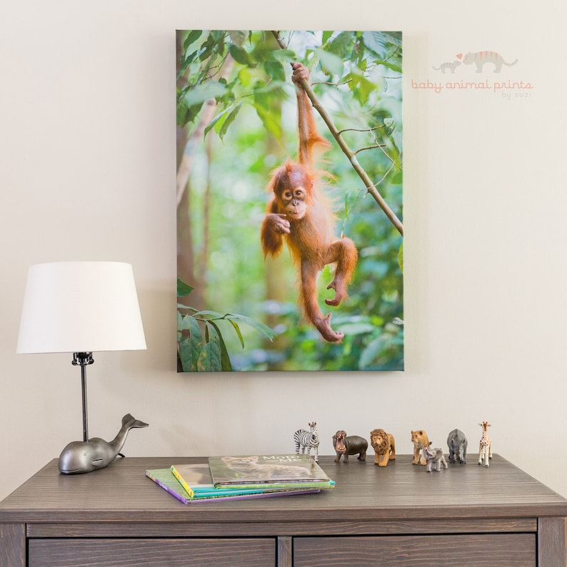 May include: A baby orangutan hangs from a branch in a lush green jungle. The orangutan is looking at the camera with a curious expression. The image is a canvas print with the text "baby animal prints" in the top right corner.