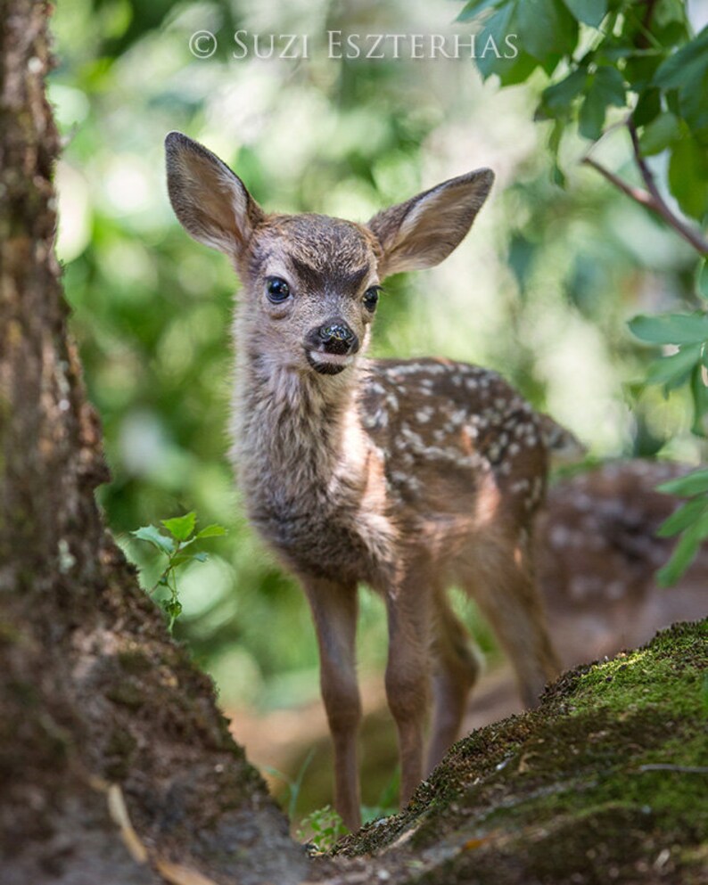 May include: A young fawn with brown and white spotted fur stands in a forest setting. The fawn is looking to the right of the image. The fawn is standing on a bed of moss and green foliage.