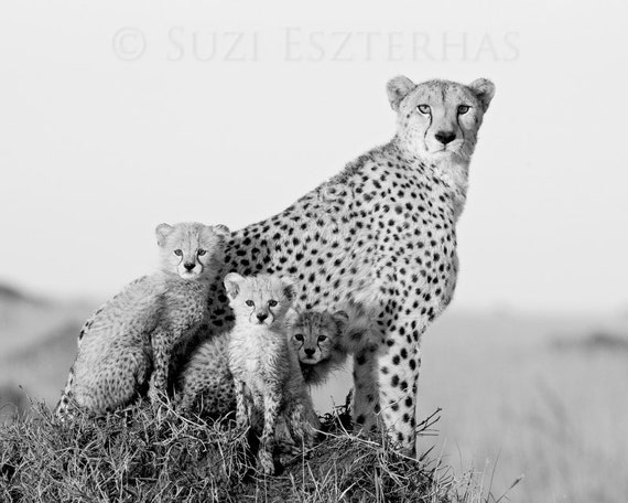 To acquire Photography cheetah black and white pictures trends To acquire Photography cheetah black and white picture trends