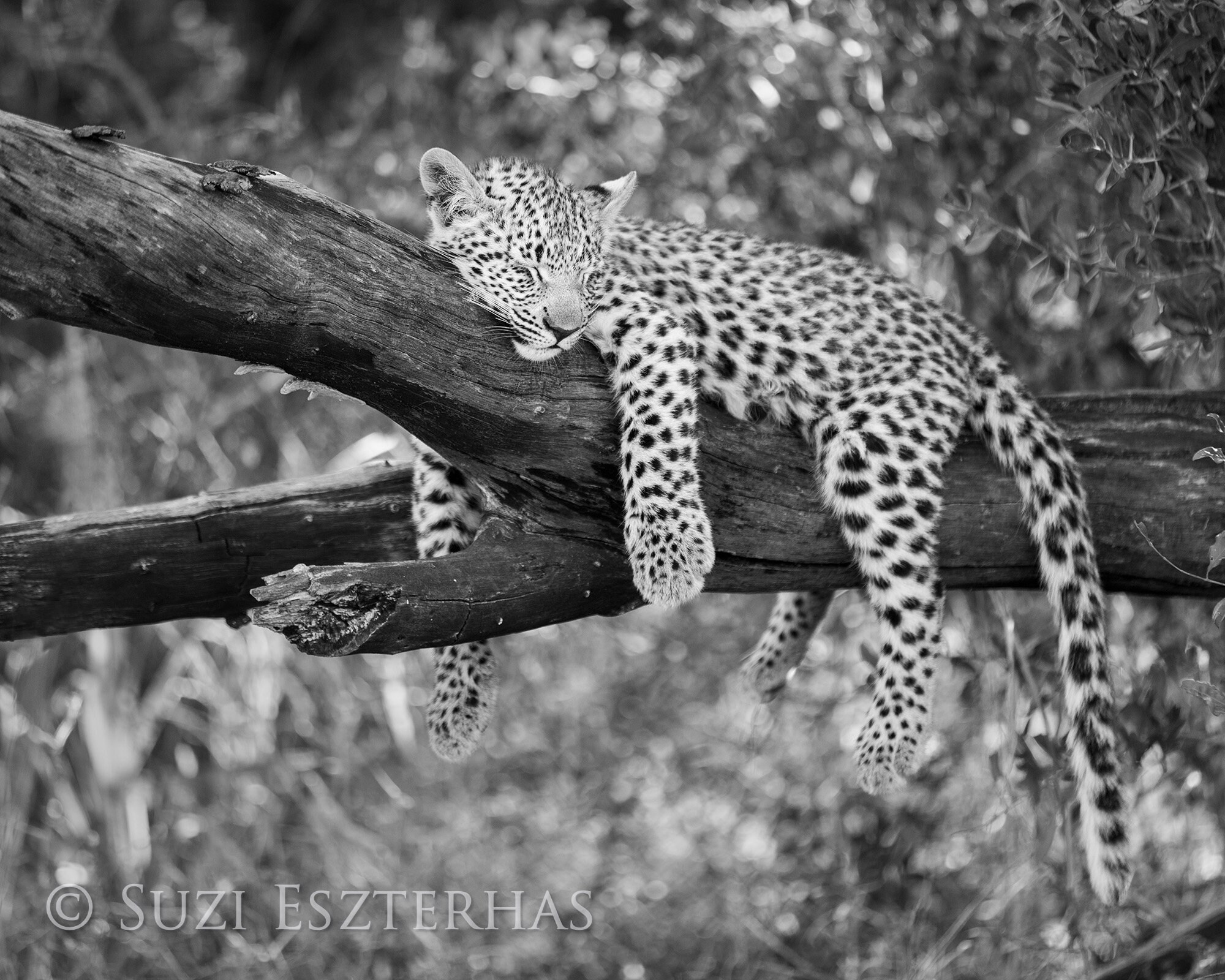 Safari Nursery Decor Black and White Safari Animal Prints Etsy