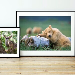 May include: A framed photograph of a brown bear cub sleeping on a log in a grassy field. A smaller framed photograph of a fawn standing in a forest is to the left of the bear cub photo.