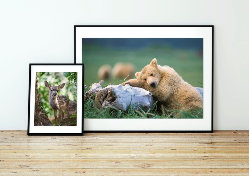 May include: A framed photograph of a brown bear cub sleeping on a log in a grassy field. A smaller framed photograph of a fawn standing in a forest is to the left of the bear cub photo.