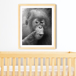 Animal Nursery Art / BABY ORANGUTAN Print / Baby Animal Photo / Kids Room Decor / Baby Monkey / Wildlife Photography / Animal Wall Art / Zoo image 8