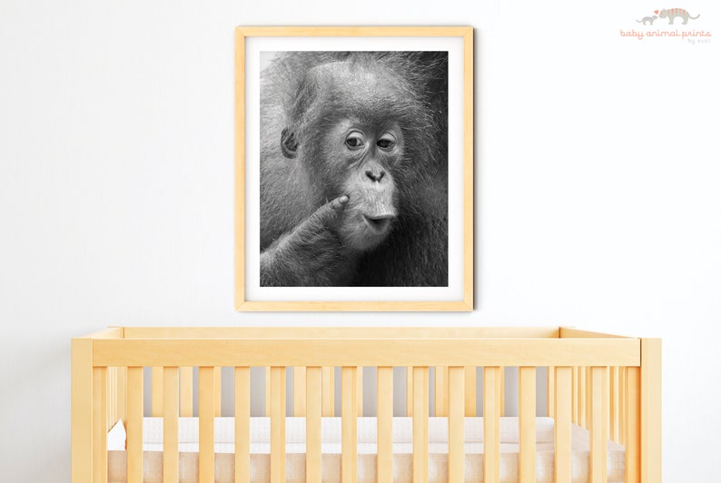 Animal Nursery Art / BABY ORANGUTAN Print / Baby Animal Photo / Kids Room Decor / Baby Monkey / Wildlife Photography / Animal Wall Art / Zoo image 8