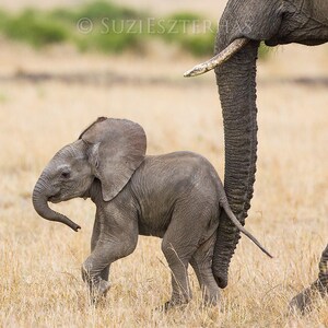 May include: A young elephant calf walks towards the camera, its trunk raised and curled. A larger elephant stands behind the calf, its trunk resting on the calf's back.