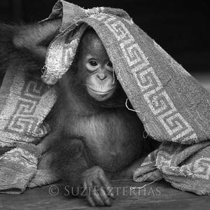 Baby Orangutan Nursery Print, Zoo Nursery Decor, Monkey Art, Safari Nursery, Zoo Animal Print, Animal Pictures for Nursery, Nursery Artwork