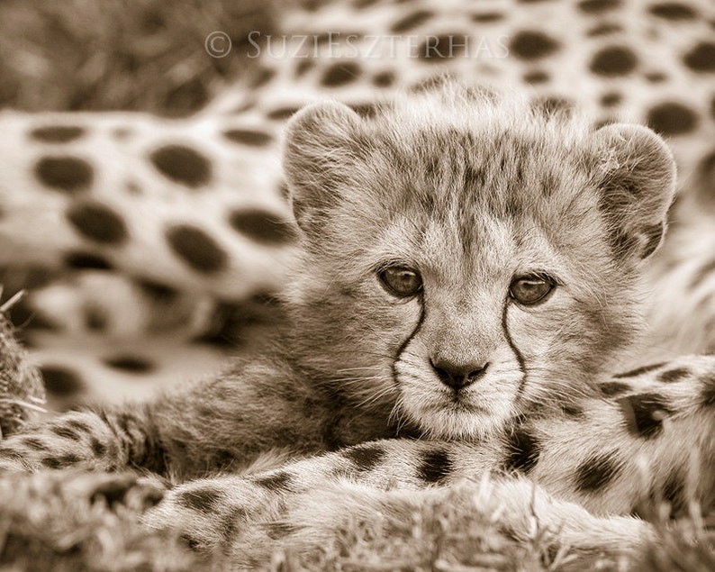 Baby Cheetah Print, Baby Animal Nursery Art, Animal Nursery Decor, Baby Animal Print, Kids Room Decor, Safari Animal, Safari Baby Shower image 2
