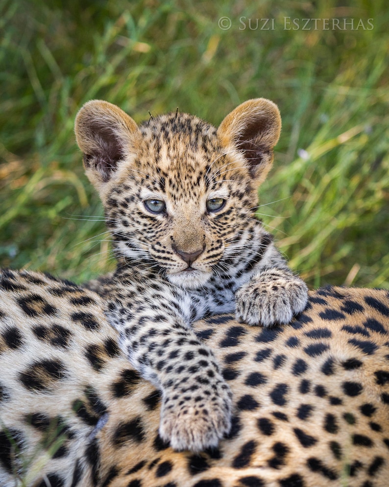 Safari Animal Nursery Print Baby Leopard Print Safari Nursery Decor Baby Shower Safari Animal Wall Art Nursery Wall Art Baby Animal