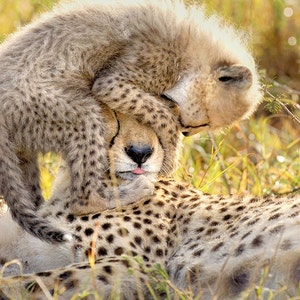 May include: A cheetah cub playfully climbs on top of its mother, who lies in tall grass. The cub's fur is soft and fluffy, while the mother's fur is more patterned. The background is a blur of green and yellow.
