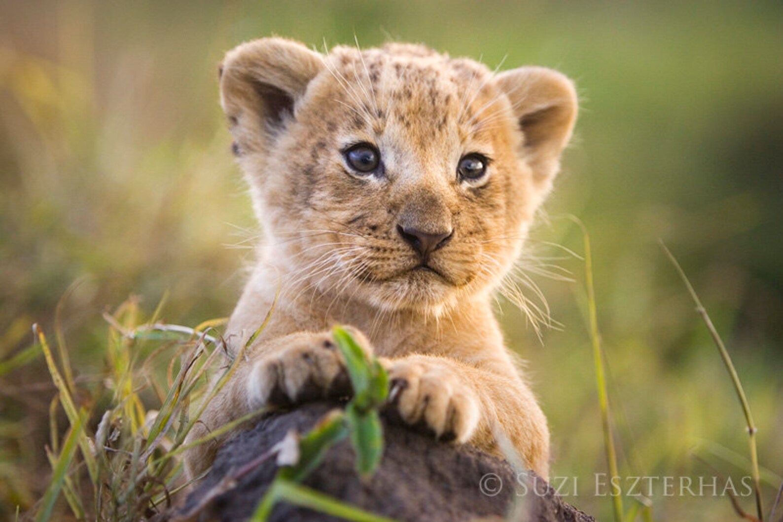 Lion Cub Photo Baby Animal Nursery Art Print Safari Animal Etsy