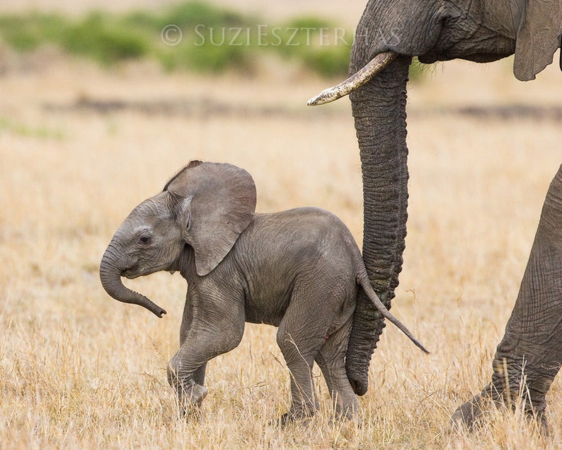 Safari Baby Animal Print, Baby Elephant Print, Safari Kids Room Art Gift, Safari Nursery Art, Baby Animal Nursery Decor, Elephant Gift, Zoo image 1