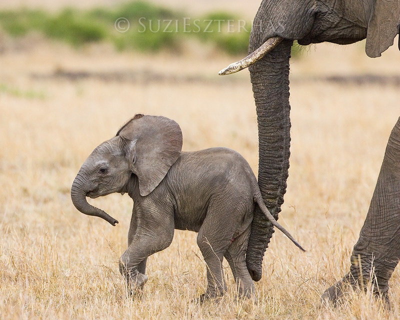 Safari Baby Animal Print Baby Elephant Print Safari Kids Room