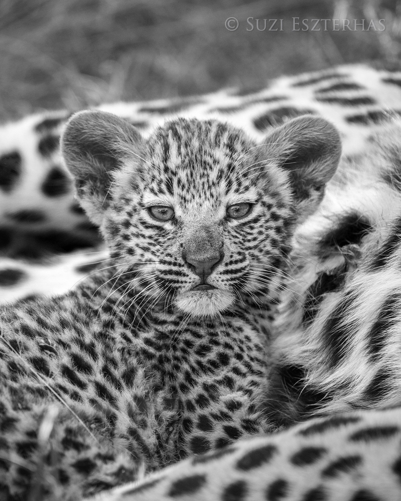 Baby Leopard Nursery Print Safari Nursery Decor Safari Etsy UK