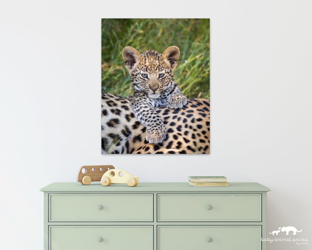 Baby Leopard Photo Print: Safari Nursery Wall Art - Etsy