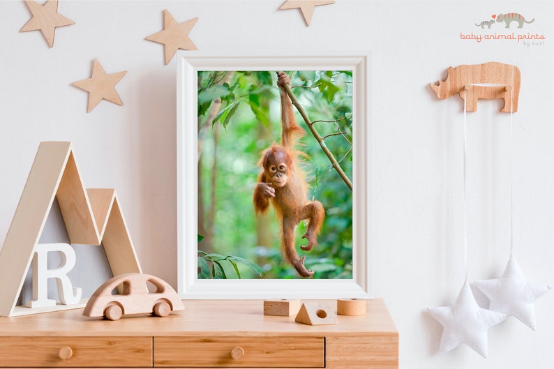May include: A framed print of an orangutan baby hanging from a branch in a lush green jungle. The orangutan is looking at the camera with a curious expression.