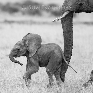 Bebé ELEFANTE tarjeta, regalo de elefante, safari bebé ducha tarjeta, animal bebé, nueva tarjeta de bebé, tarjeta en blanco, tarjeta del día de las madres, tarjeta de animales, vida silvestre
