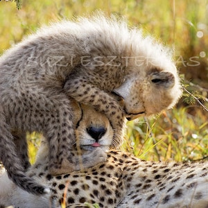 Carte de voeux vierge bébé guépard / carte de bébé animal / carte de nouveau bébé / carte de baby shower / carte de fête des mères / carte d'animal mignon / carte d'anniversaire