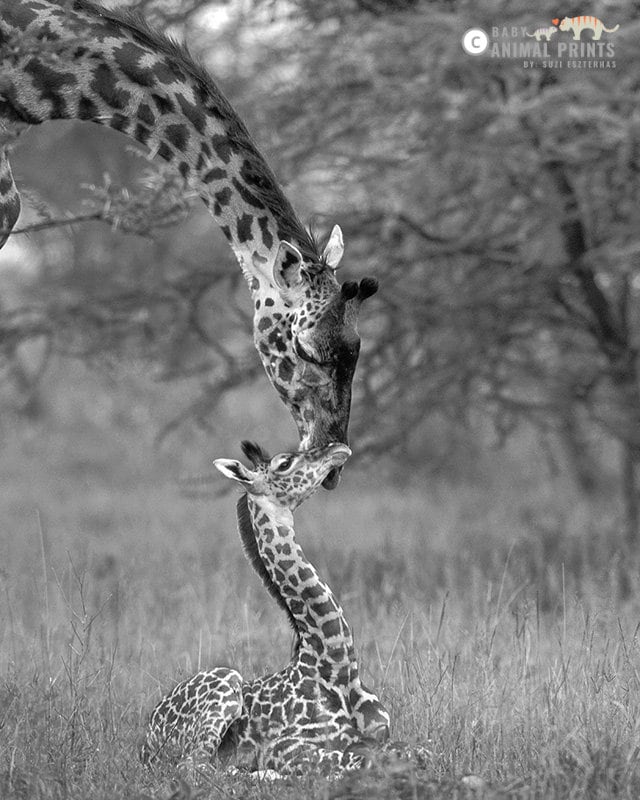 Safari Nursery Decor Safari Animal Prints Set of 4 Nursery Etsy Canada