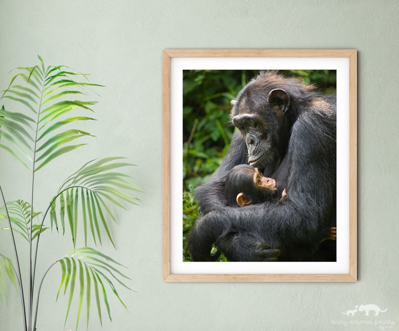 Monkey Nursery Art Jungle Baby Nursery Print Baby Animal Print Chimpanzee Print Jungle Animal Print Baby Monkey Print Nursery Wall Art