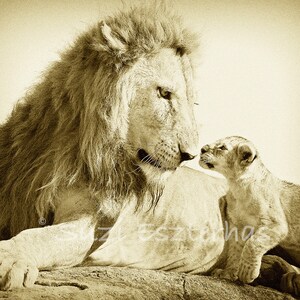 Carte de douche de bébé safari / BABY LION et papa / carte blanche / photo d’animal de bébé / photographie de faune / carte de jour de père / carte d’animal / lion