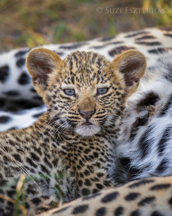 Leopard Cub Print: Safari Animal Nursery Art by Suzi Eszterhas - Etsy