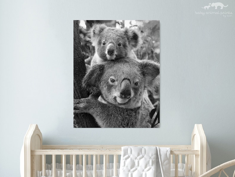 May include: A black and white photograph of two koalas, one on top of the other, in a tree. The koala on top is looking at the camera.