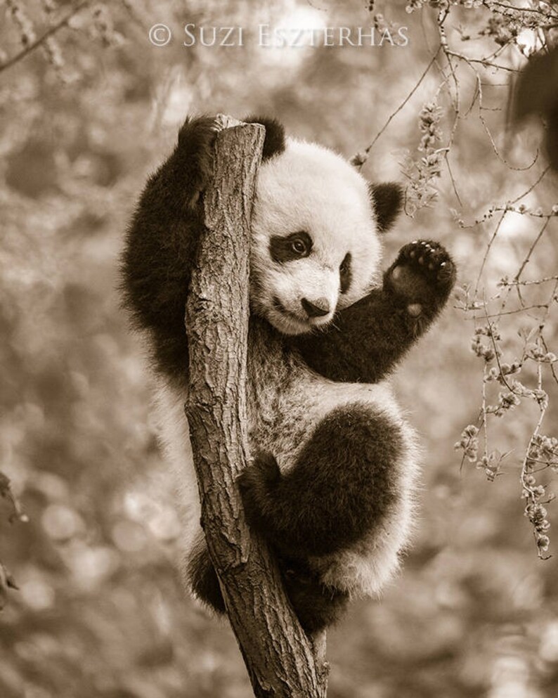 Ленивцы и панды животные. Панда и ленивец. Кенгуру и коала. Ленивцы и панды животные. Панда и ленивец фото.