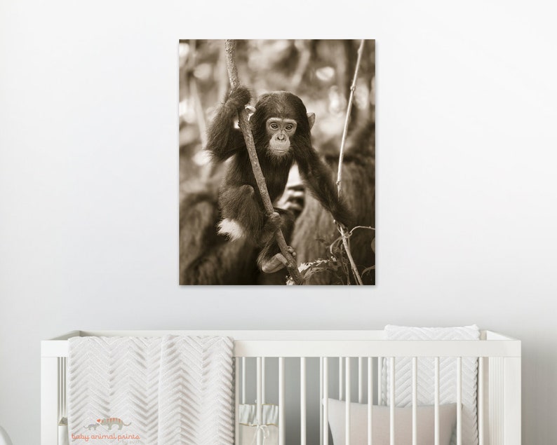 Safari Nursery Art / Baby Chimpanzee / Chimp / Baby Animal Nursery Art / Safari Animal Wall Art / Animal Nursery / Baby Animal Print / Zoo image 2