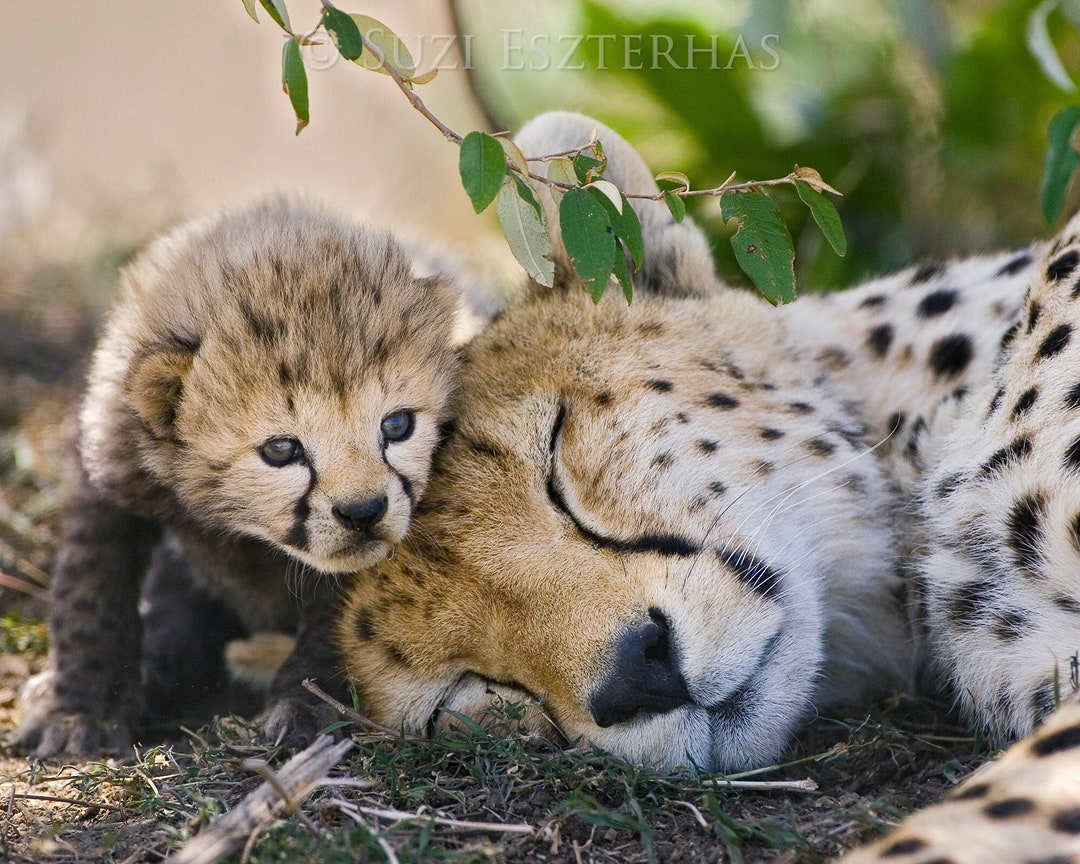 Baby Cheetah Cub Print: Safari Nursery Decor, Wildlife Photography