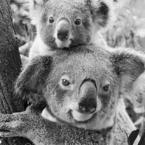 May include: A black and white photo of two koalas. The larger koala is sitting on a tree branch and the smaller koala is sitting on top of the larger koala's head.