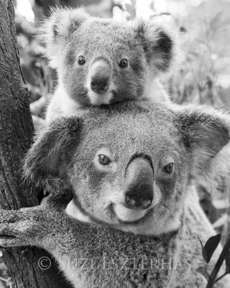 May include: A black and white photo of two koalas. The larger koala is sitting on a tree branch and the smaller koala is sitting on top of the larger koala's head.