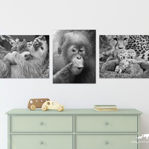 Animal Nursery Art / BABY ORANGUTAN Print / Baby Animal Photo / Kids Room Decor / Baby Monkey / Wildlife Photography / Animal Wall Art / Zoo image 6