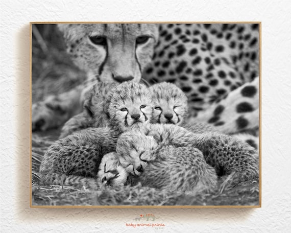 Safari Animal Vivero Arte Bebe Guepardo Bebe Animal Foto Etsy