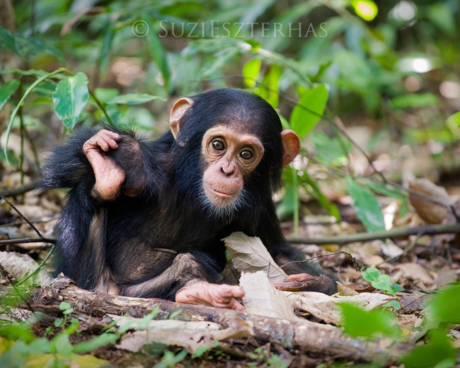 Jungle monkeys. Обезьяны в джунглях. Baby Chimpanzee. Обезьяна как домашний питомец.