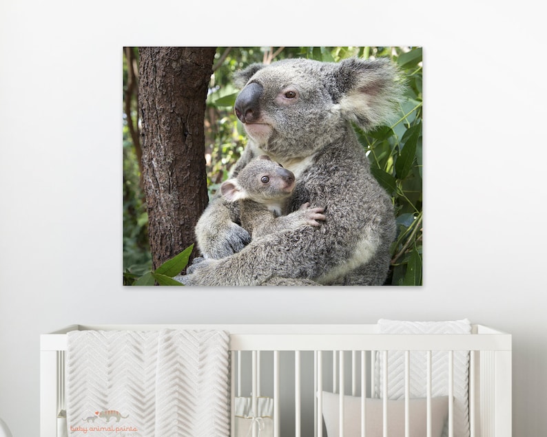 Konsttryck med koalaunge: Australisk djurdekoration för barnrum bild 2