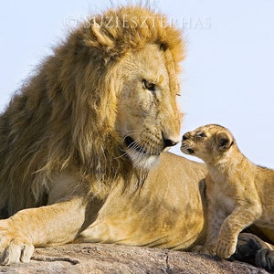 May include: A large male lion with a thick mane looks down at a small lion cub. The lion cub is looking up at the adult lion with its mouth slightly open.