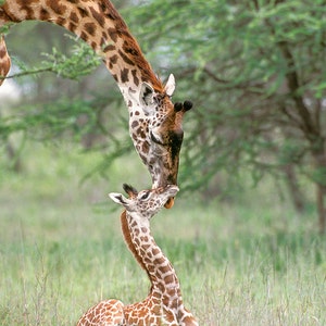 May include: A tall giraffe with brown and white spots leans down to nuzzle a smaller giraffe with brown and white spots. The giraffes are in a grassy field.