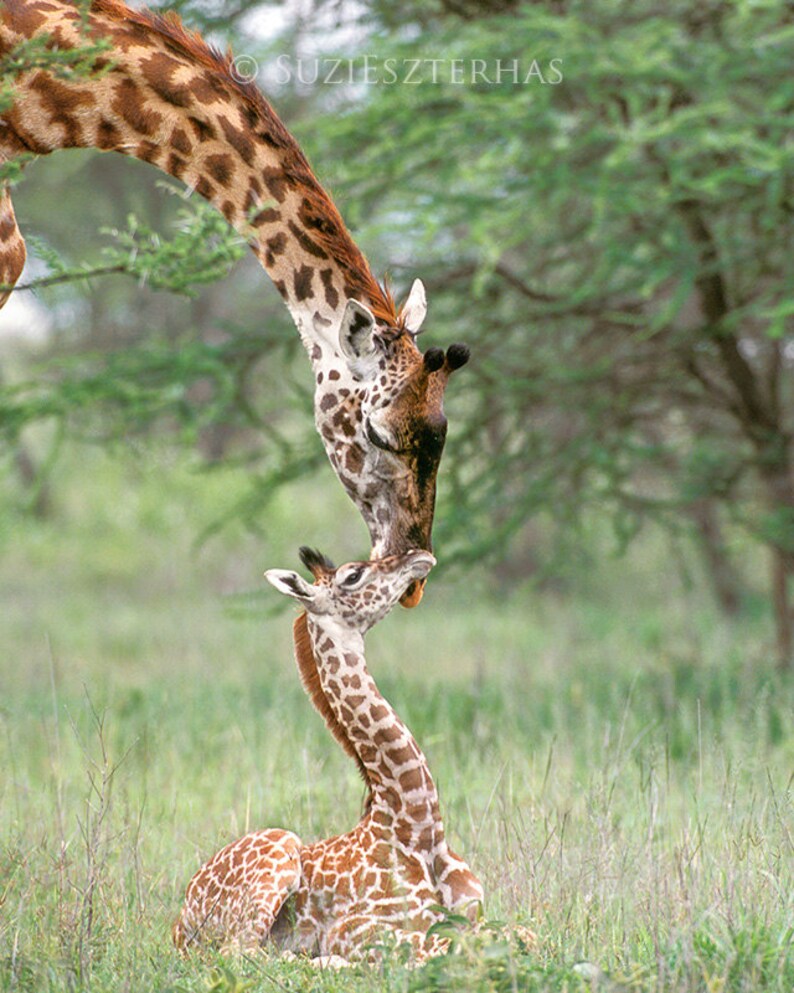 May include: A tall giraffe with brown and white spots leans down to nuzzle a smaller giraffe with brown and white spots. The giraffes are in a grassy field.