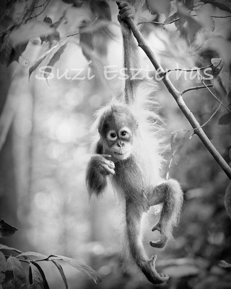 Baby Animal Nursery Art / Baby Orangutan / Jungle Nursery / Animal Nursery Decor / Nursery Wall Art / Baby Monkey / Baby Animal Print / Zoo image 2