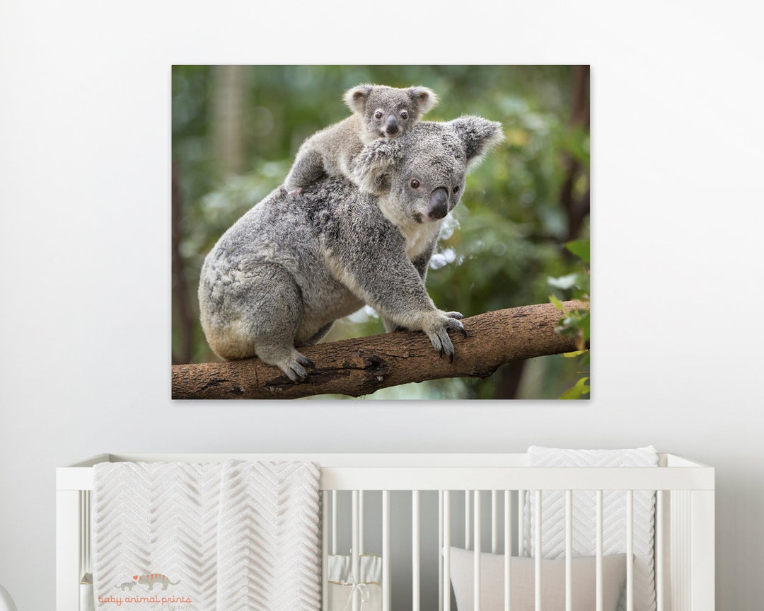 Baby Koala Print, Australian Nursery Animal Decor, Animal Nursery Art ...