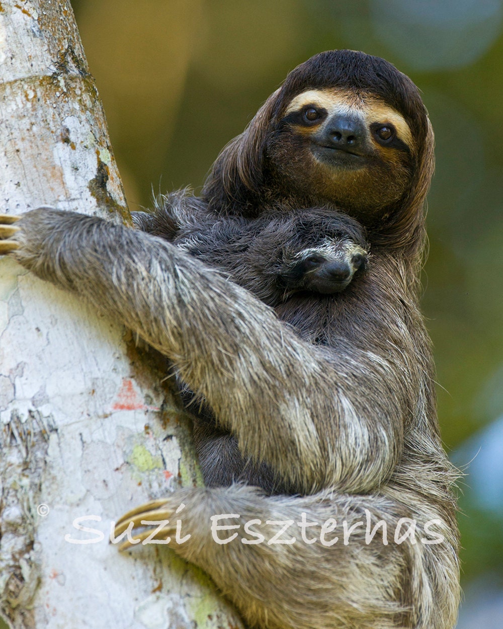 SLOTH MOM and BABY Photo Nursery Art Print Baby Animal | Etsy