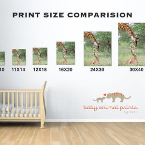 May include: Print size comparison chart showing different sizes of a giraffe print. The print features a mother giraffe and her baby giraffe. The print sizes are 8x10, 11x14, 12x18, 16x20, 24x30, and 30x40 inches. The text "baby animal prints by suzi" is at the bottom of the chart.