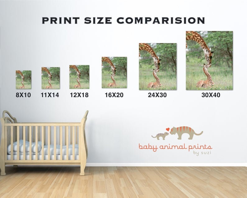 May include: Print size comparison chart showing different sizes of a giraffe print. The print features a mother giraffe and her baby giraffe. The print sizes are 8x10, 11x14, 12x18, 16x20, 24x30, and 30x40 inches. The text "baby animal prints by suzi" is at the bottom of the chart.